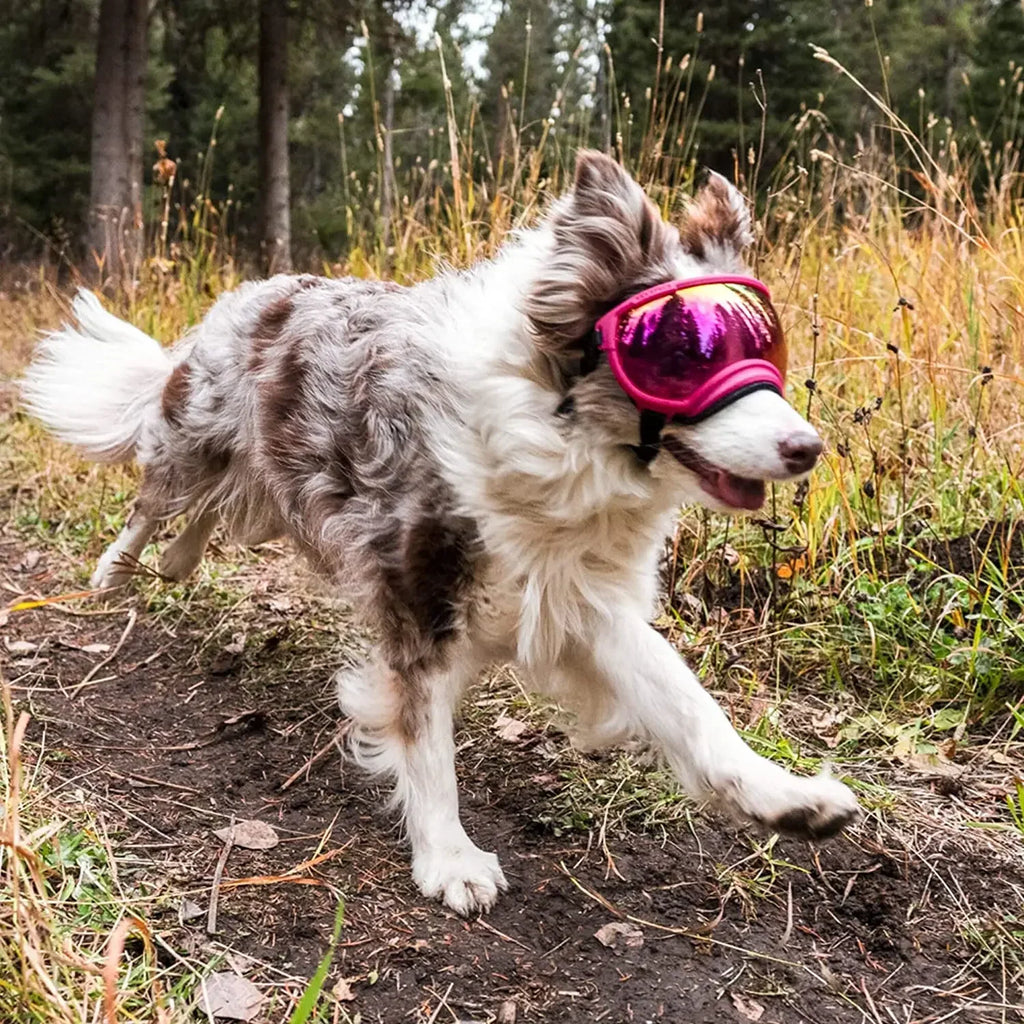 Tailvoya™ UV Protection Dog Goggles